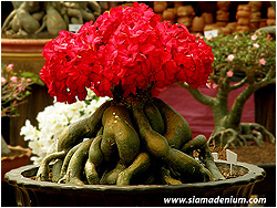 Large Adenium Grafting Services